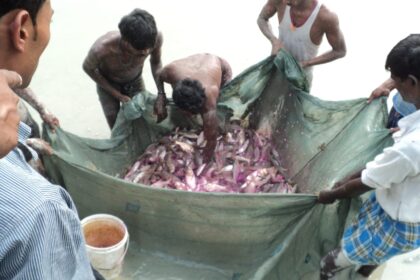 BIHAR Government's special advice on fish farming in April, instructions to start grass carp breeding