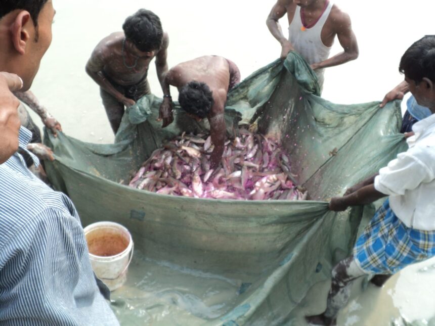 BIHAR Government's special advice on fish farming in April, instructions to start grass carp breeding
