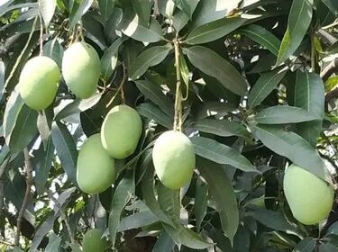भागलपुर का जर्दालू आम