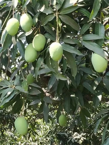 भागलपुर का जर्दालू आम