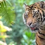 Eco-tourism to expand in Bihar; government to develop 50 new tourist sites; Kaimur to become Bihar's second tiger reserve.