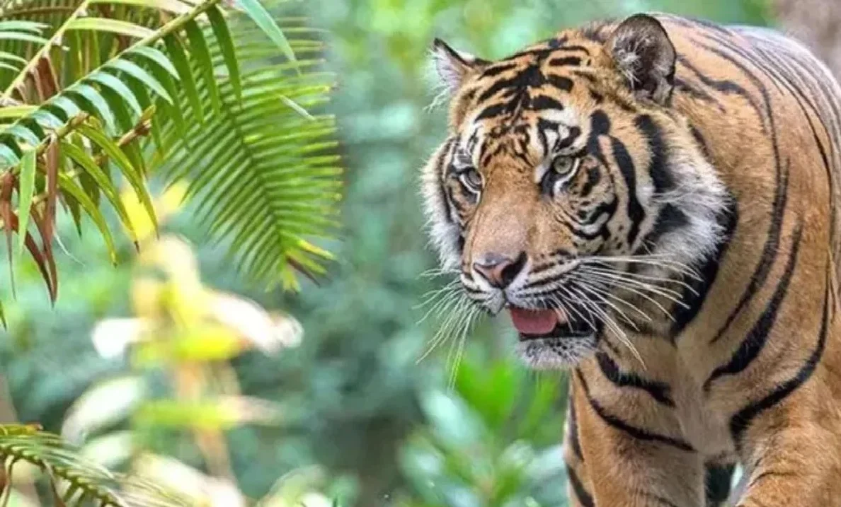 Eco-tourism to expand in Bihar; government to develop 50 new tourist sites; Kaimur to become Bihar's second tiger reserve.